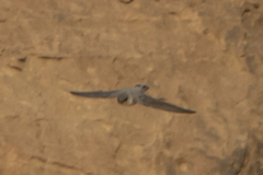 Ptyonoprogne rupestris