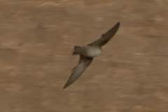 Ptyonoprogne rupestris