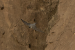 Ptyonoprogne rupestris