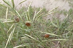 Chaetopteroplia segetum