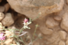 Centaurea ammocyanus