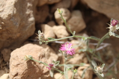 Centaurea ammocyanus