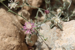 Centaurea ammocyanus