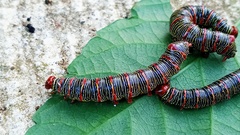 Didugua argentilinea