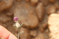 Centaurea ammocyanus