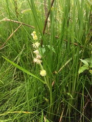 Sparganium emersum
