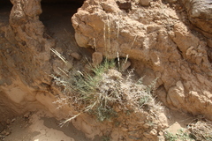 Stipagrostis ciliata