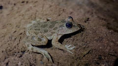 Skipper Frog photo 3