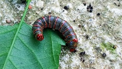 Didugua argentilinea