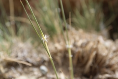 Stipagrostis ciliata