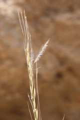 Stipagrostis ciliata