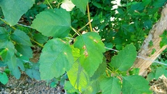 Didugua argentilinea