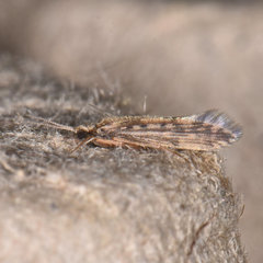 Agraylea multipunctata