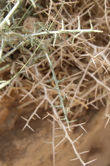 Lactuca orientalis