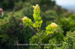 Biscutella vicentina