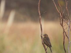 Molothrus bonariensis