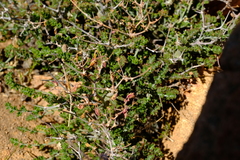 Pelargonium dasyphyllum