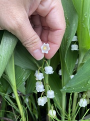Convallaria keiskei