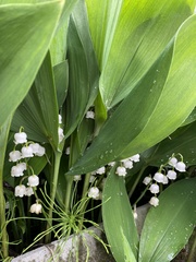 Convallaria keiskei