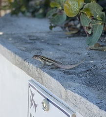 Leiocephalus psammodromus apocrinus