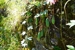 Passiflora tarminiana image