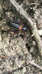 Barbitistes vicetinus