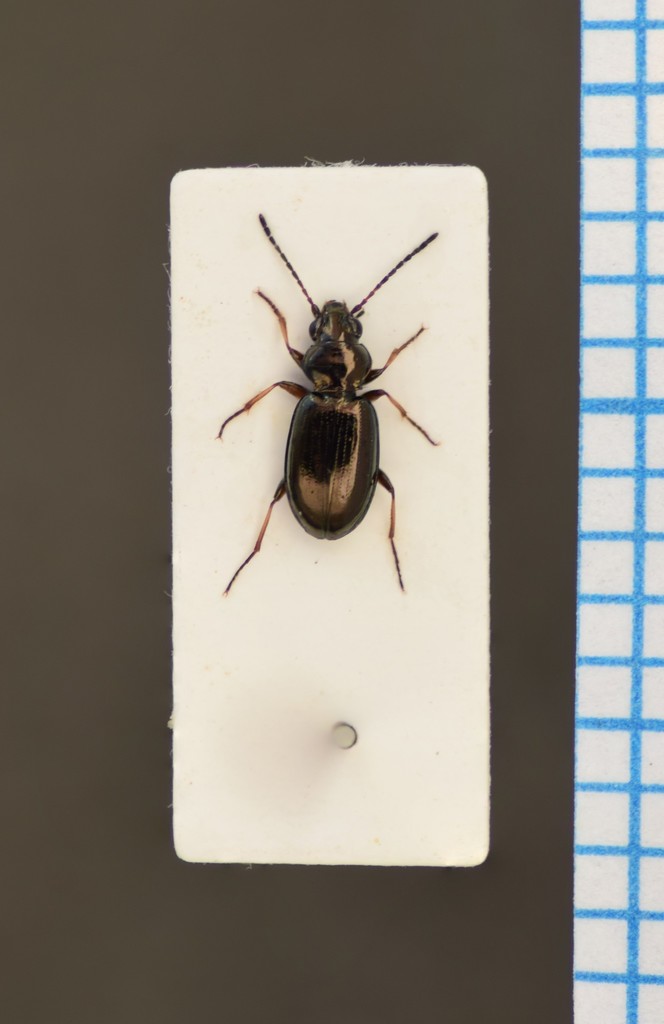Hastings riverbank ground beetle