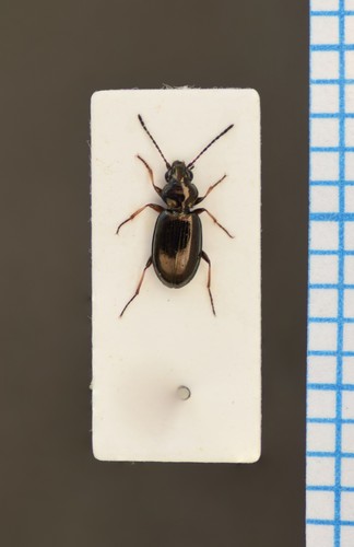 Hastings riverbank ground beetle