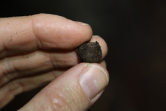 Eucalyptus baileyana