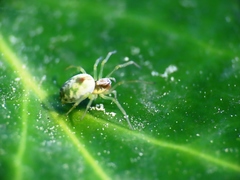 Nigma puella