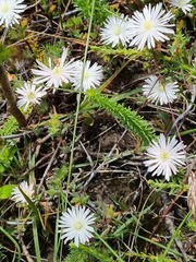 Lampranthus deflexus