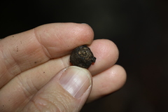 Eucalyptus baileyana