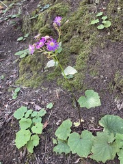 Pericallis echinata image