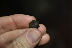 Eucalyptus baileyana