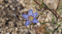 Eriastrum sapphirinum sapphirinum