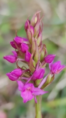Gymnadenia borealis