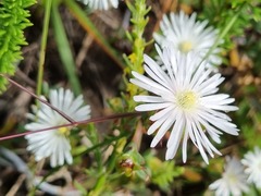 Lampranthus deflexus