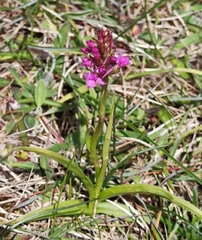 Gymnadenia borealis