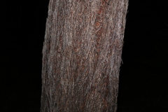 Eucalyptus baileyana