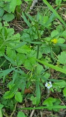 Ranunculus cassubicus