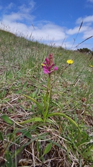 Gymnadenia borealis