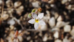 Nemacladus breviflorus