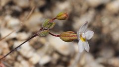 Nemacladus breviflorus