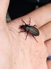 Carabus clatratus