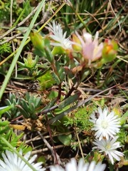 Lampranthus deflexus