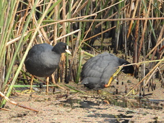 Fulica armillata