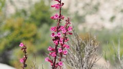 Penstemon clevelandii clevelandii