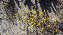 Chaenactis glabriuscula glabriuscula