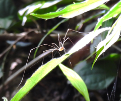 Pseudogagrella splendens