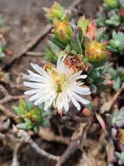 Lampranthus deflexus